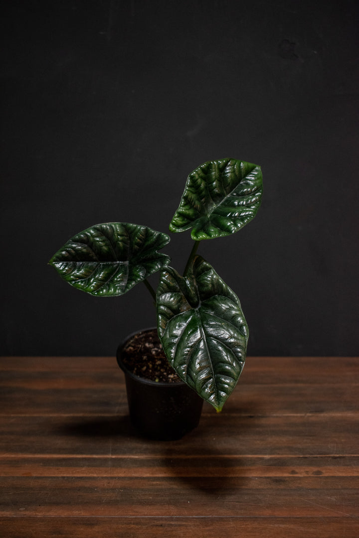 Alocasia - Sinuata 'Quilted Dreams'