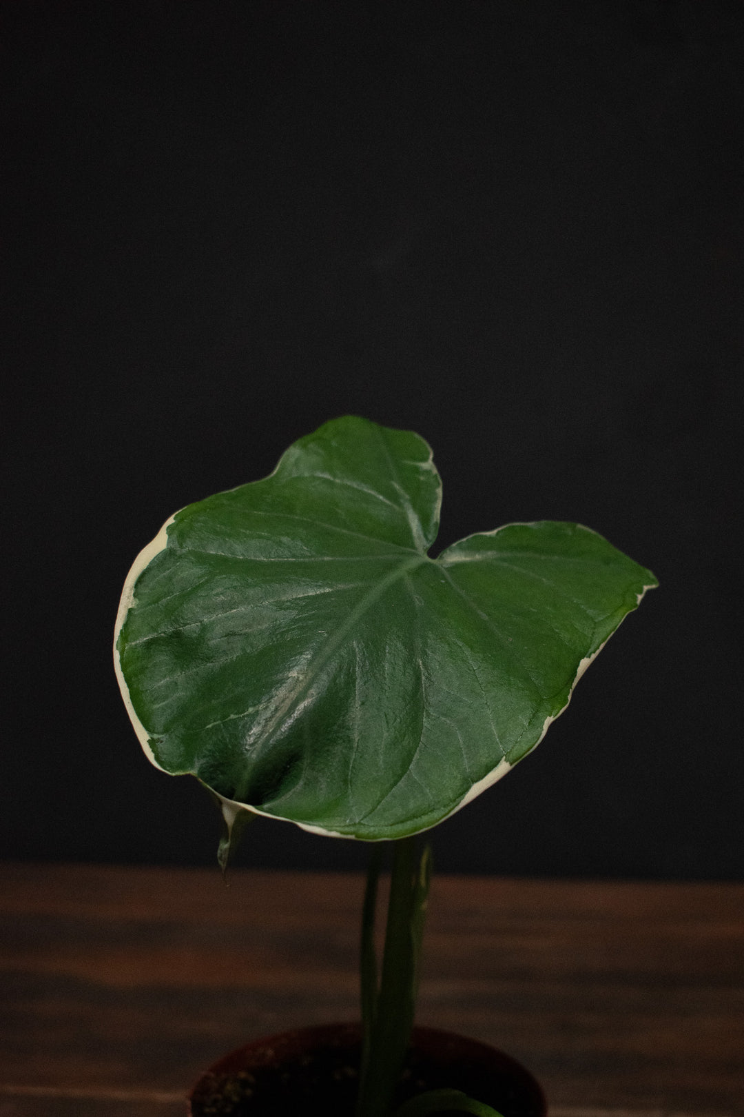 Alocasia - Mickey Mouse