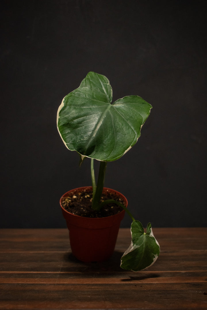 Alocasia - Mickey Mouse