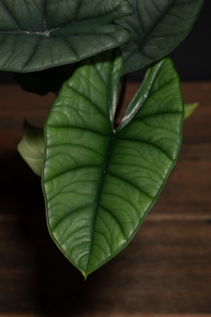 Alocasia - Platinum