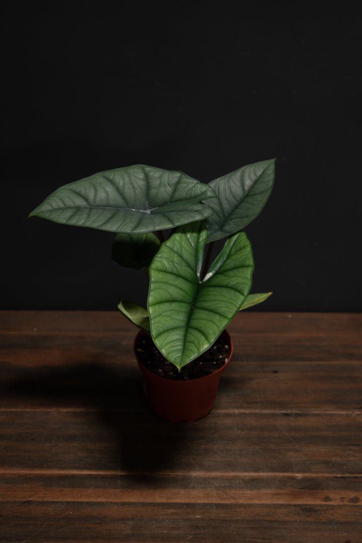Alocasia - Platinum