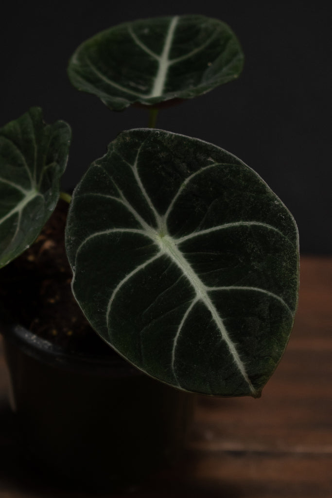 4_Alocasia_Black_Velvet-