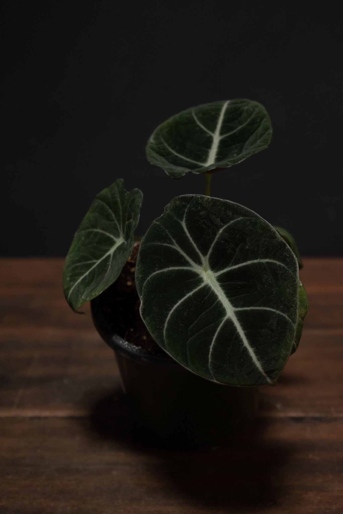 Alocasia - Black Velvet – Crimson Horticultural Rarities