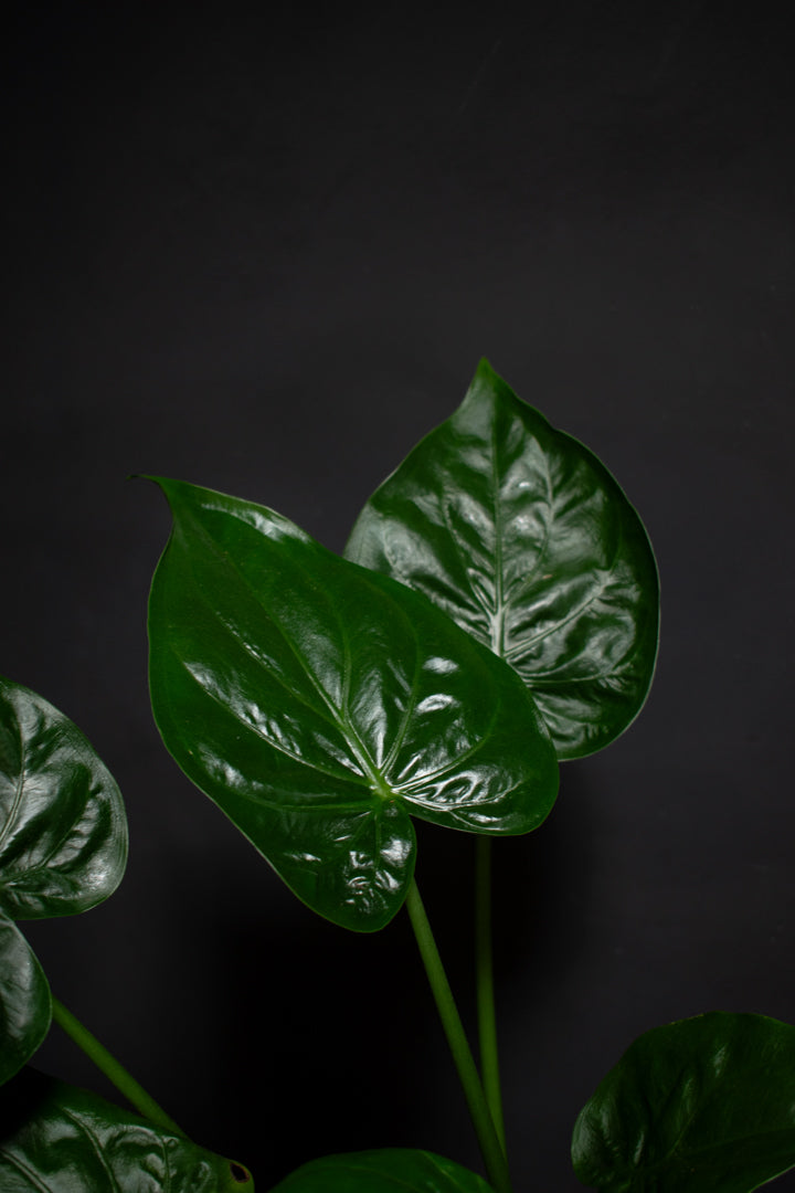 Alocasia - Cucullata