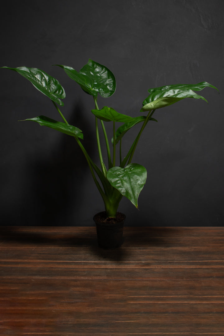 Alocasia - Cucullata