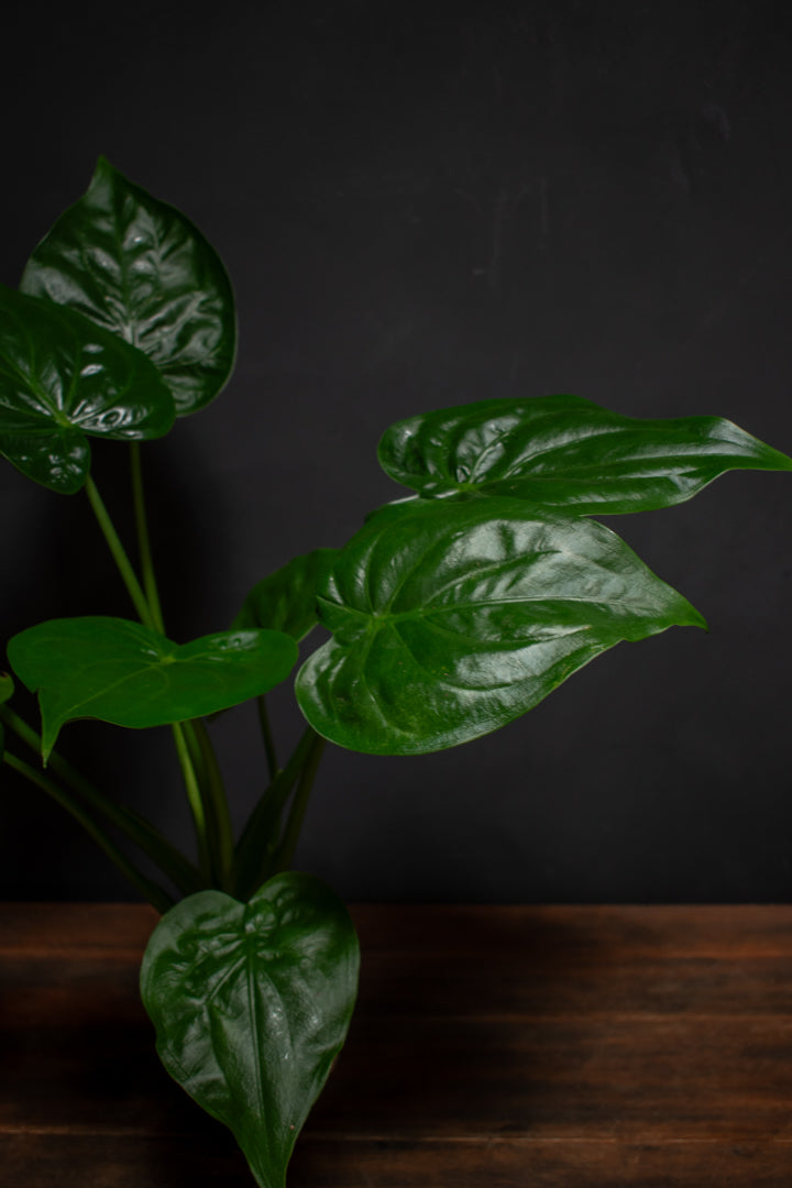 Alocasia - Cucullata