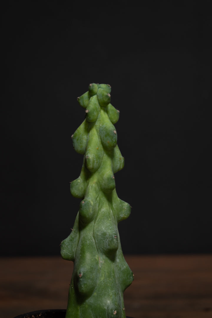 Cactus - Boobie
