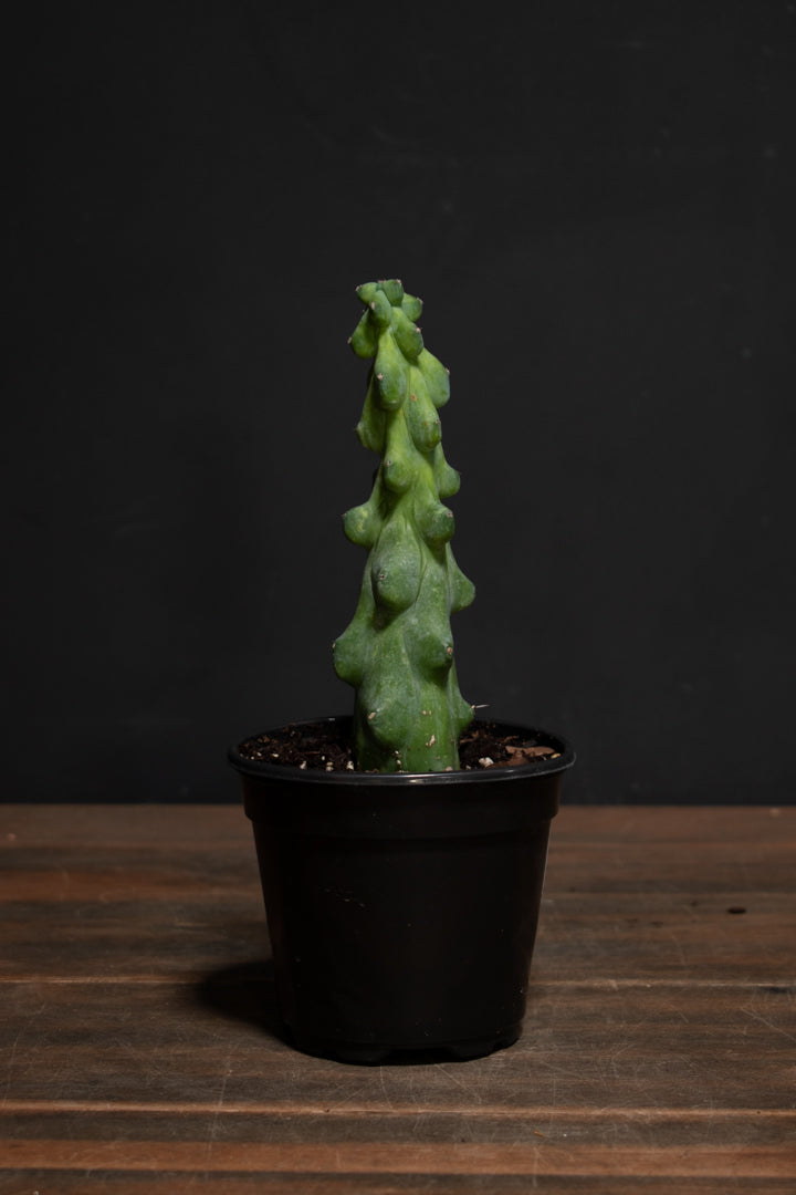 Cactus - Boobie