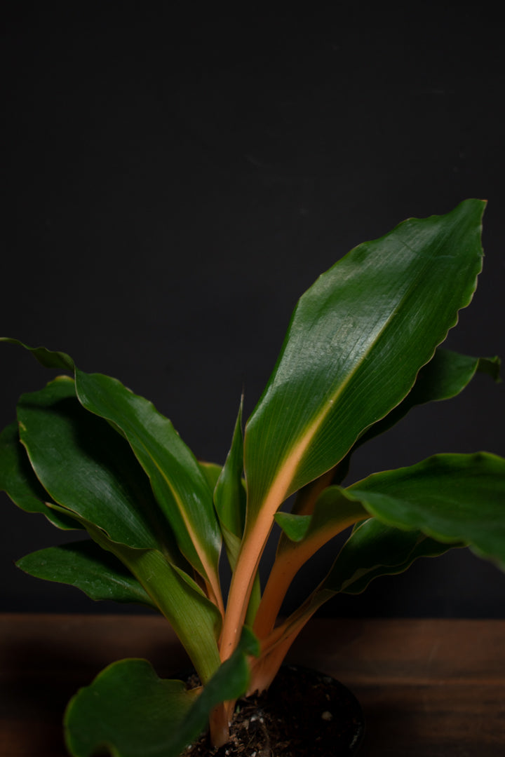 Chlorophytum - Mandarin