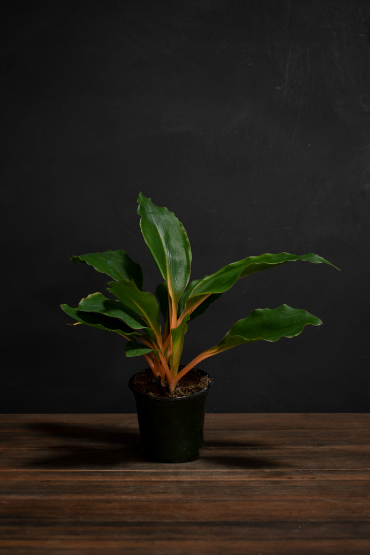 Chlorophytum - Mandarin