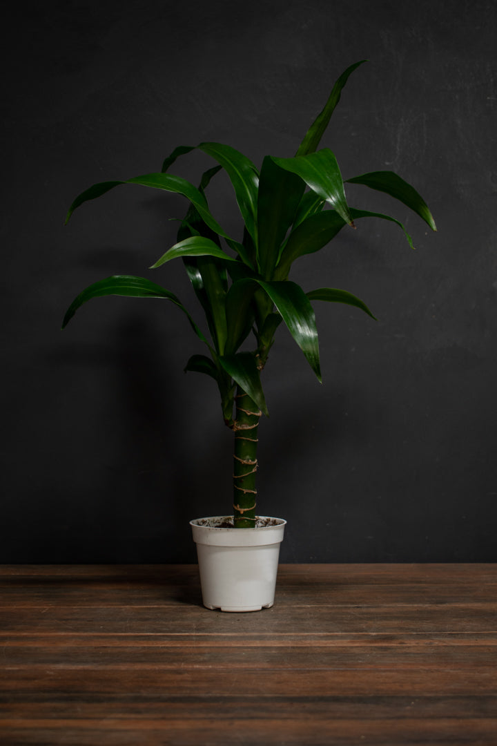 Dracaena - Black Beauty