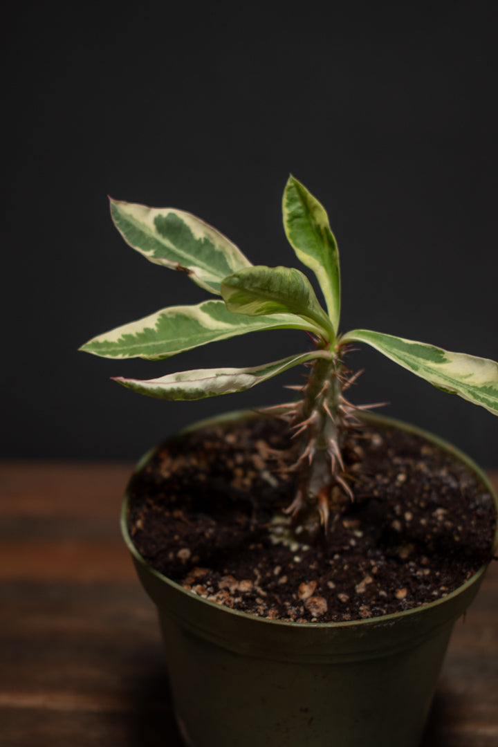 Euphorbia - Milii Variegata "Variegated Crown of Thorns"