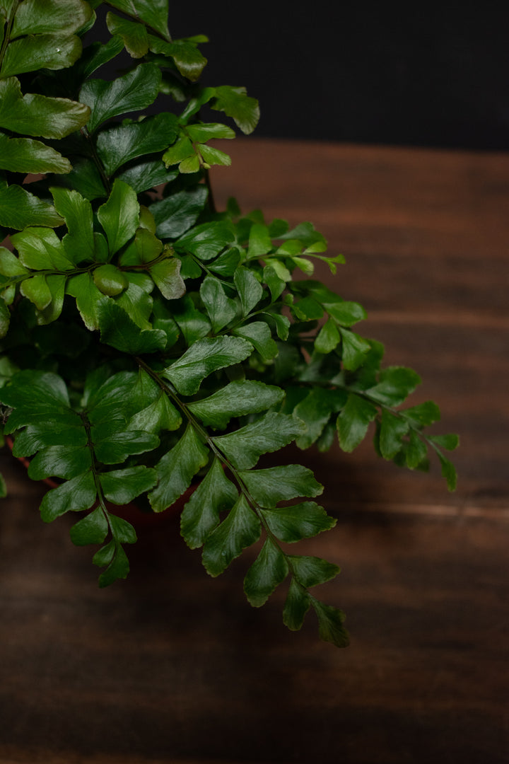Fern - Mahogany