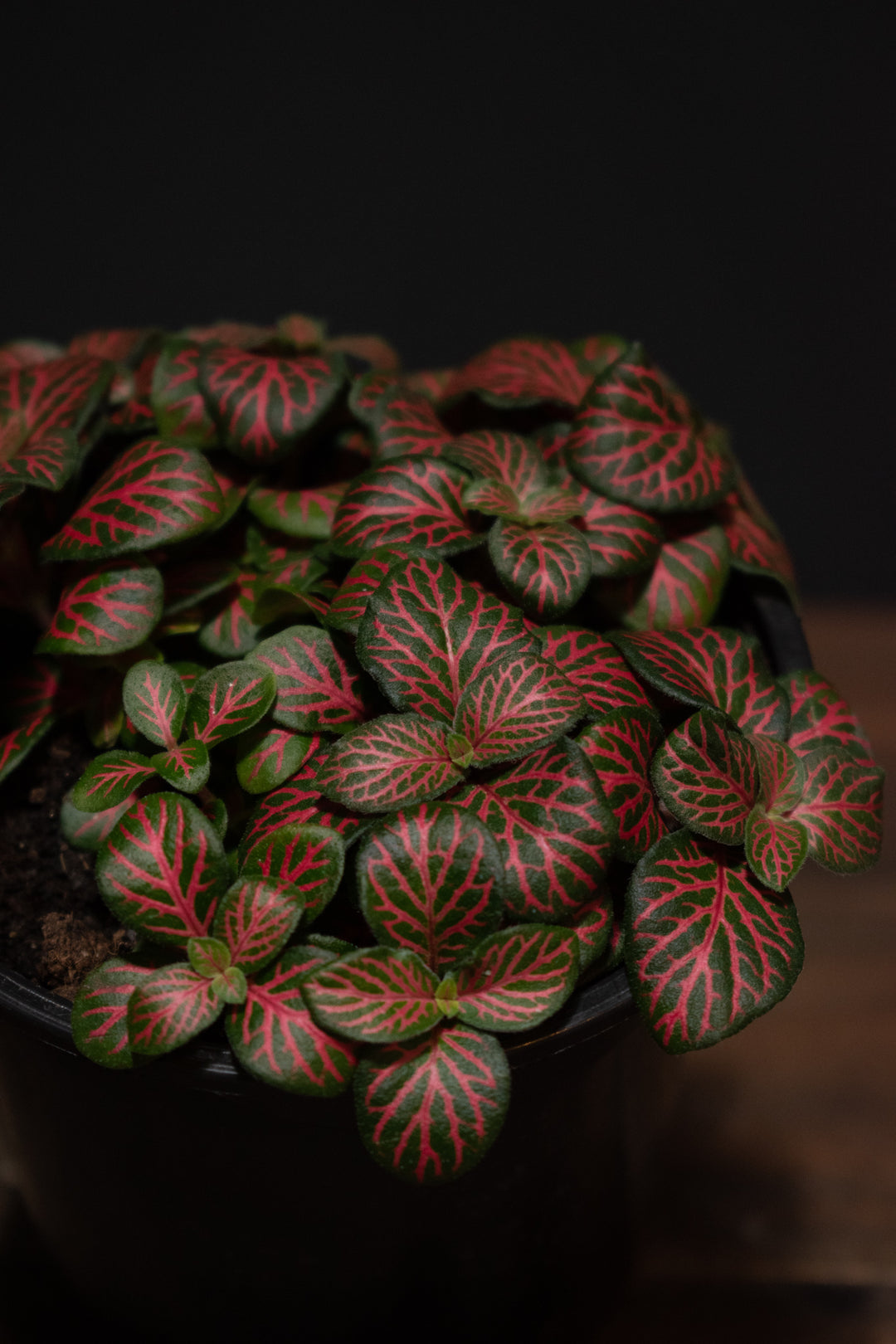 Fittonia - Argyroneura Red Anne