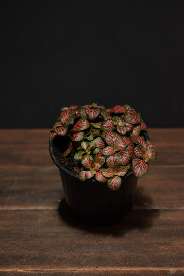 Fittonia - Argyroneura Red Anne
