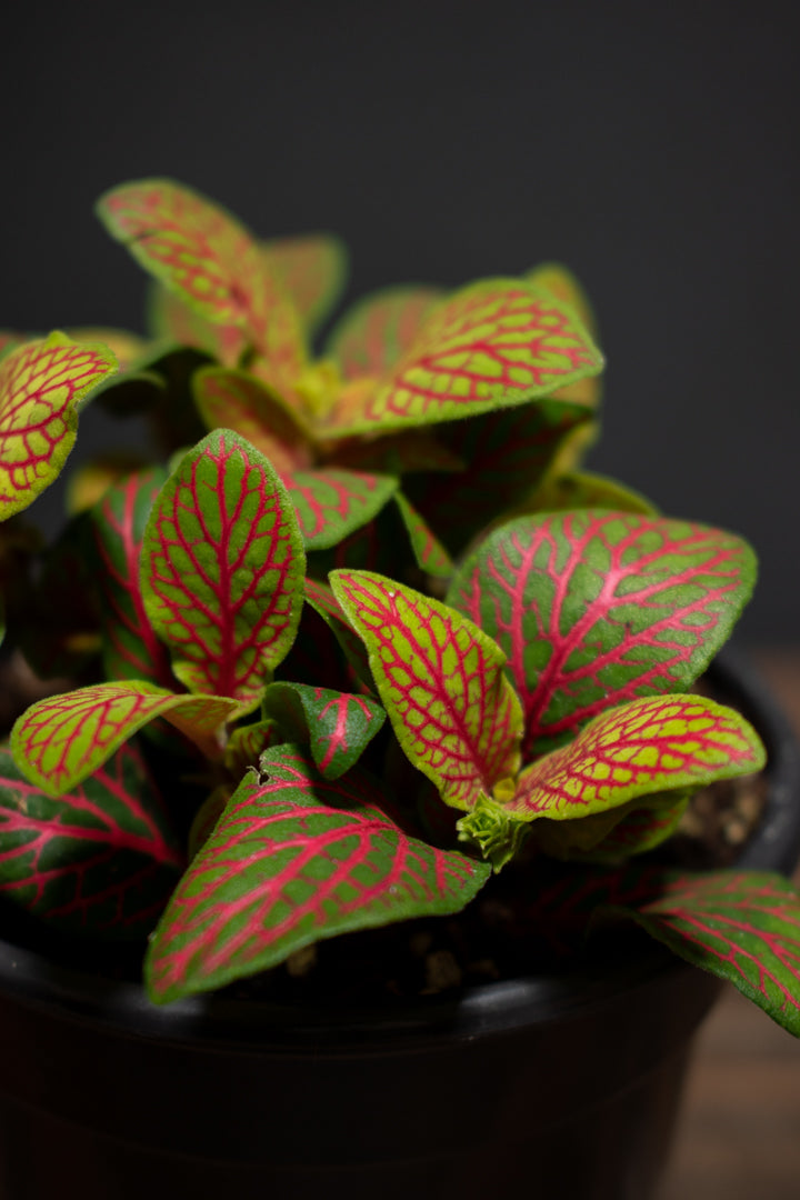 Fittonia - Argyroneura "Yellow Skeleton"