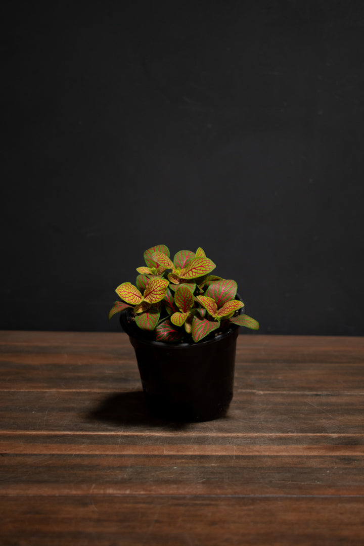 Fittonia - Argyroneura "Yellow Skeleton"
