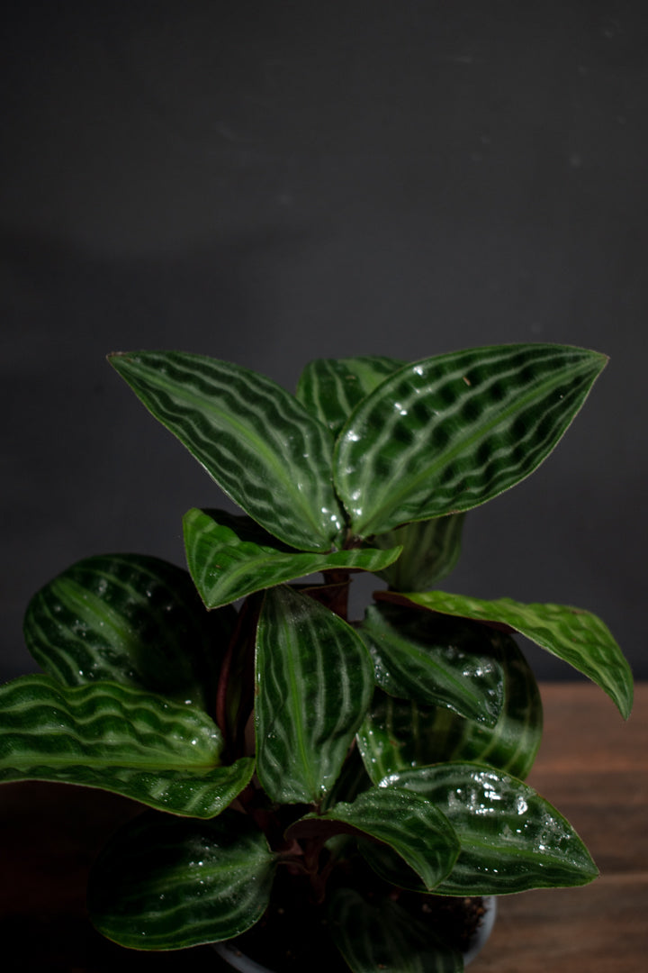 Geogenanthus Poeppigii - "Seersucker Plant"