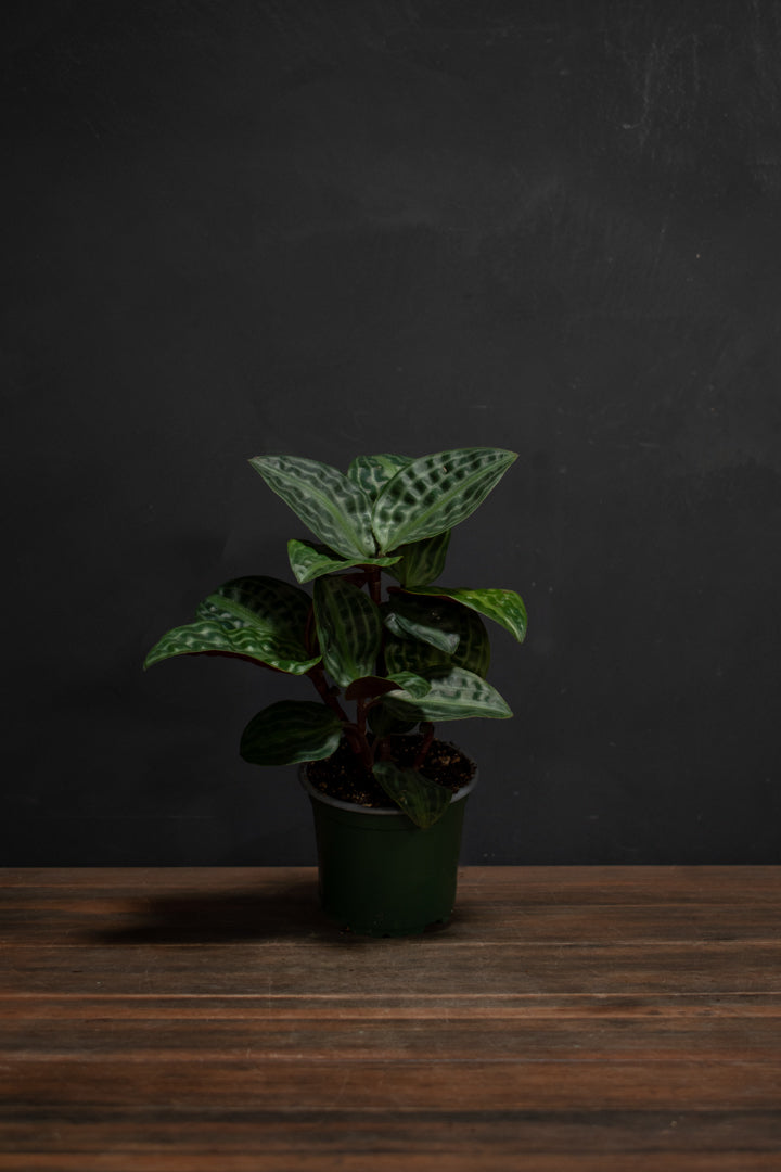 Geogenanthus Poeppigii - "Seersucker Plant"