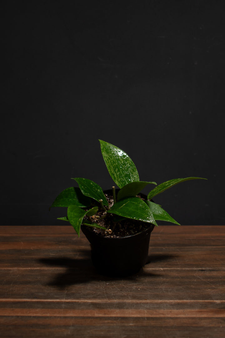 Hoya - Rangsan Splash