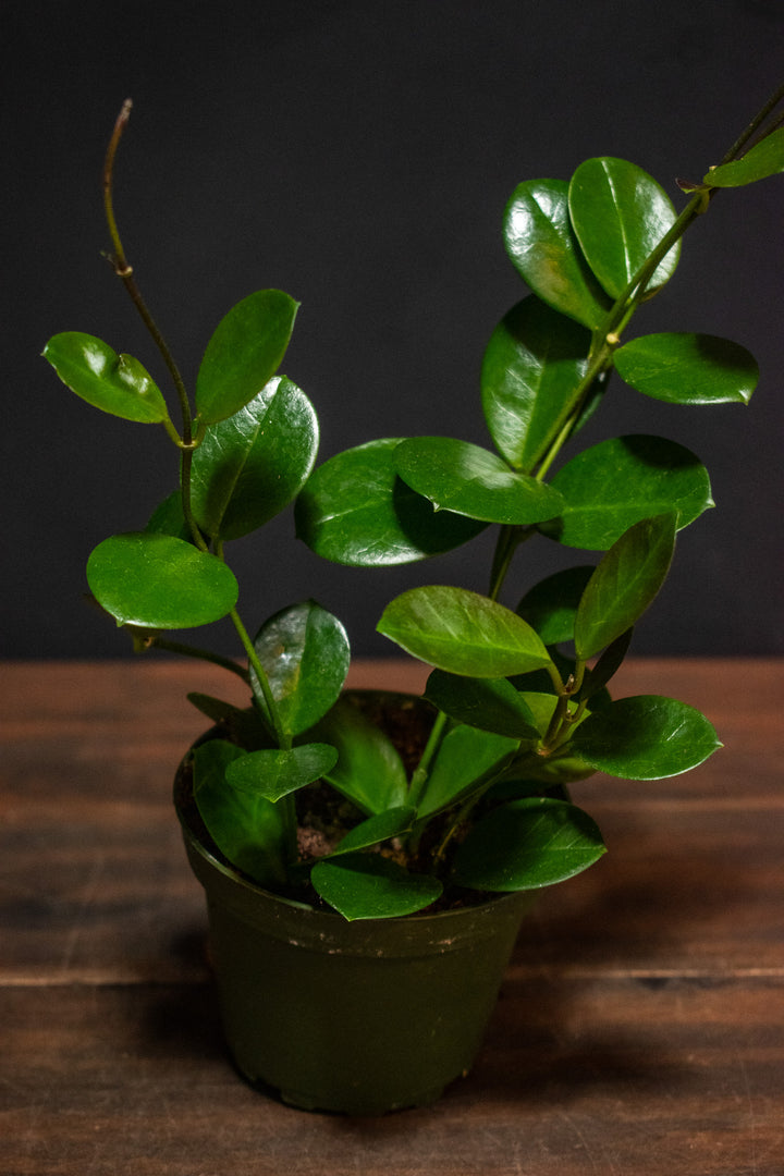 Hoya - Australis