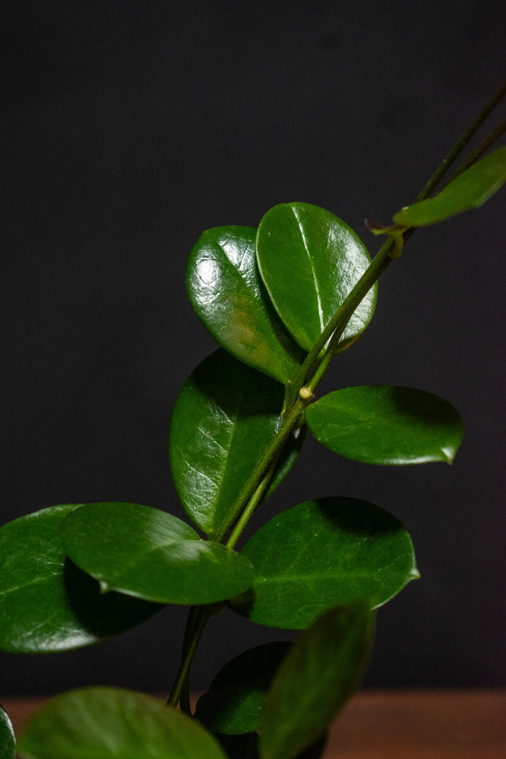 Hoya - Australis