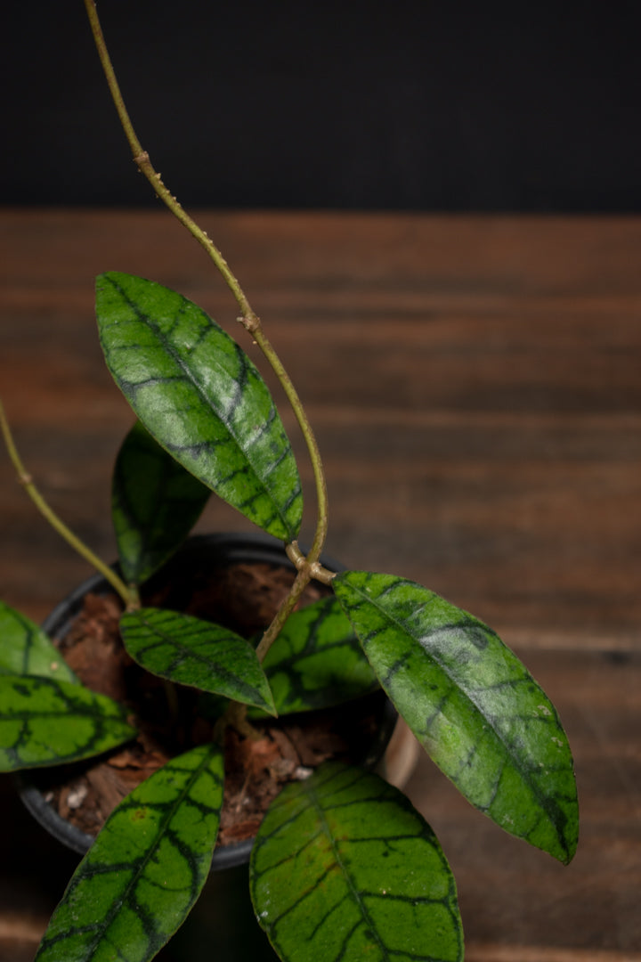 Hoya - Callistophylla