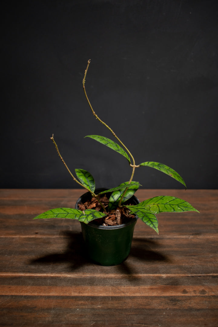 Hoya - Callistophylla
