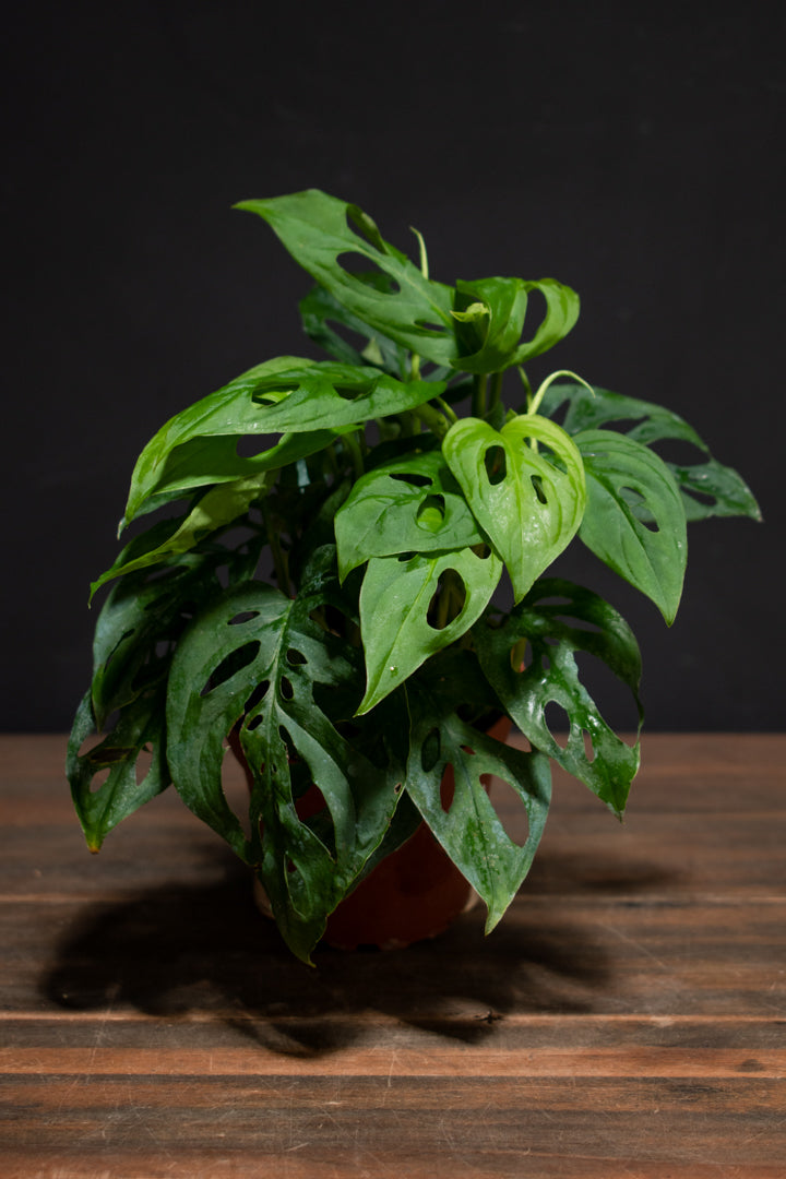 Monstera - Adansonii "Bigleaf Swiss"