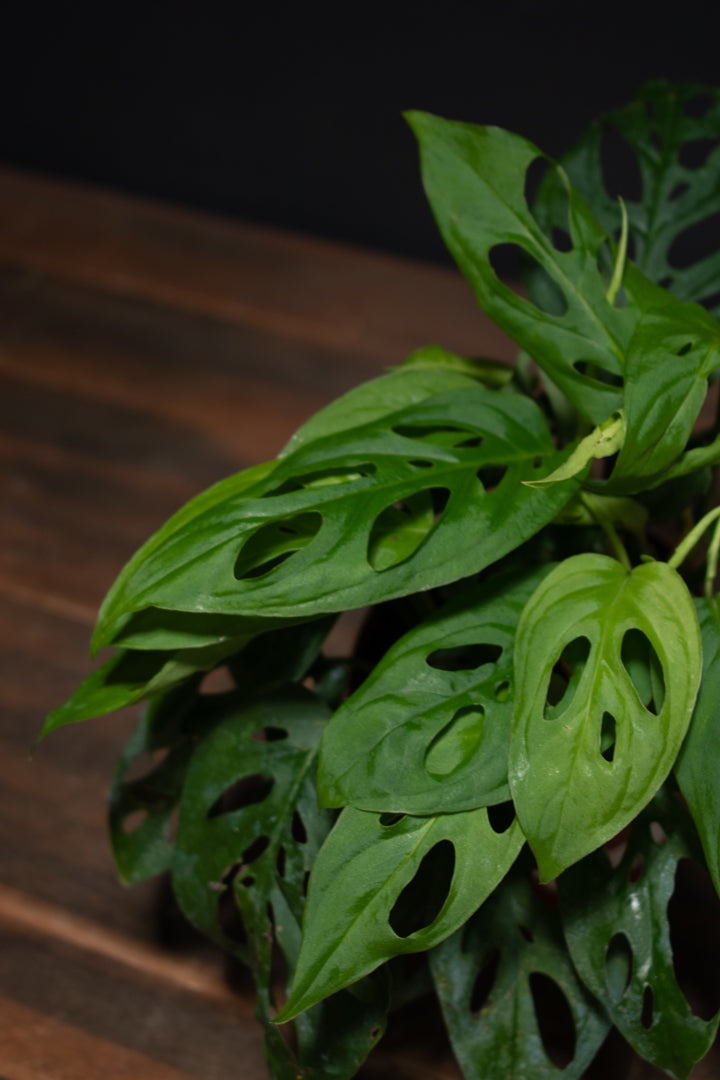 Monstera - Adansonii "Bigleaf Swiss"