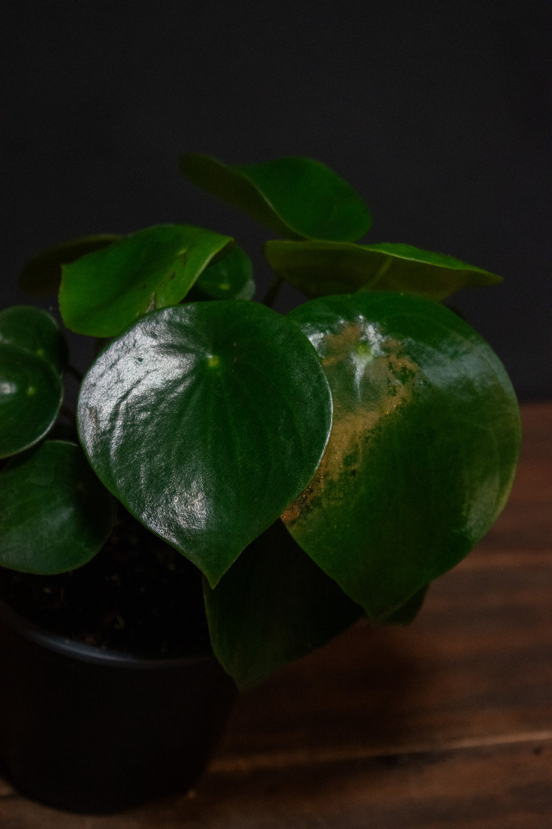 Peperomia - Owl Eye