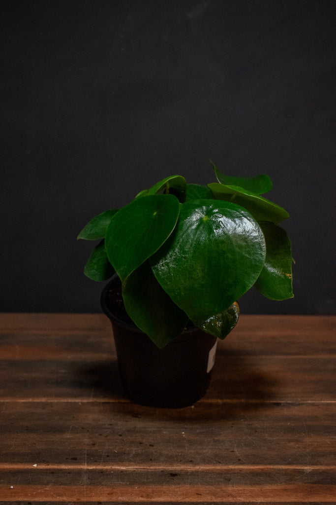 owl eye succulent Peperomia