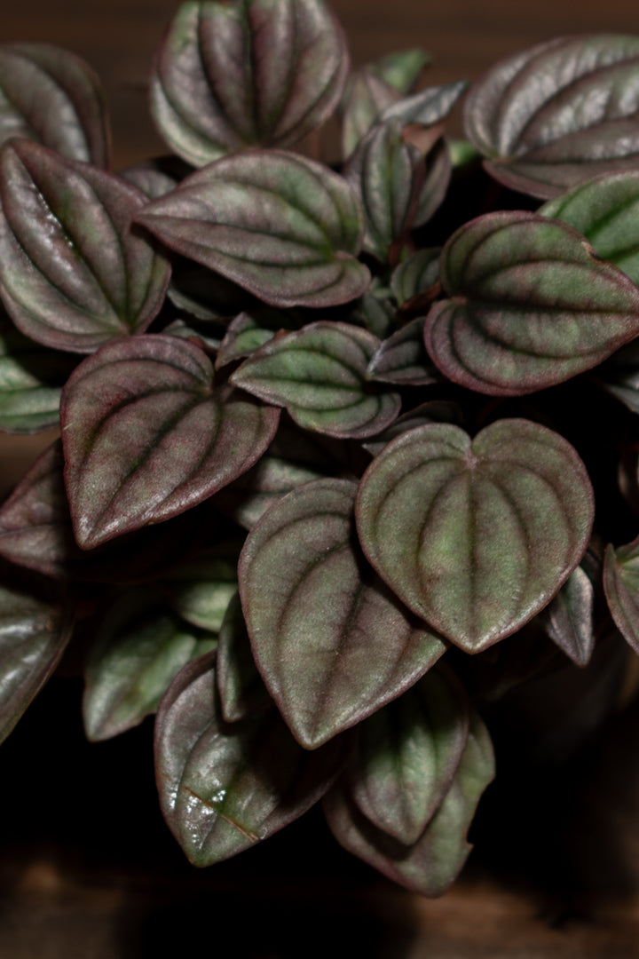 Peperomia - Cayenne