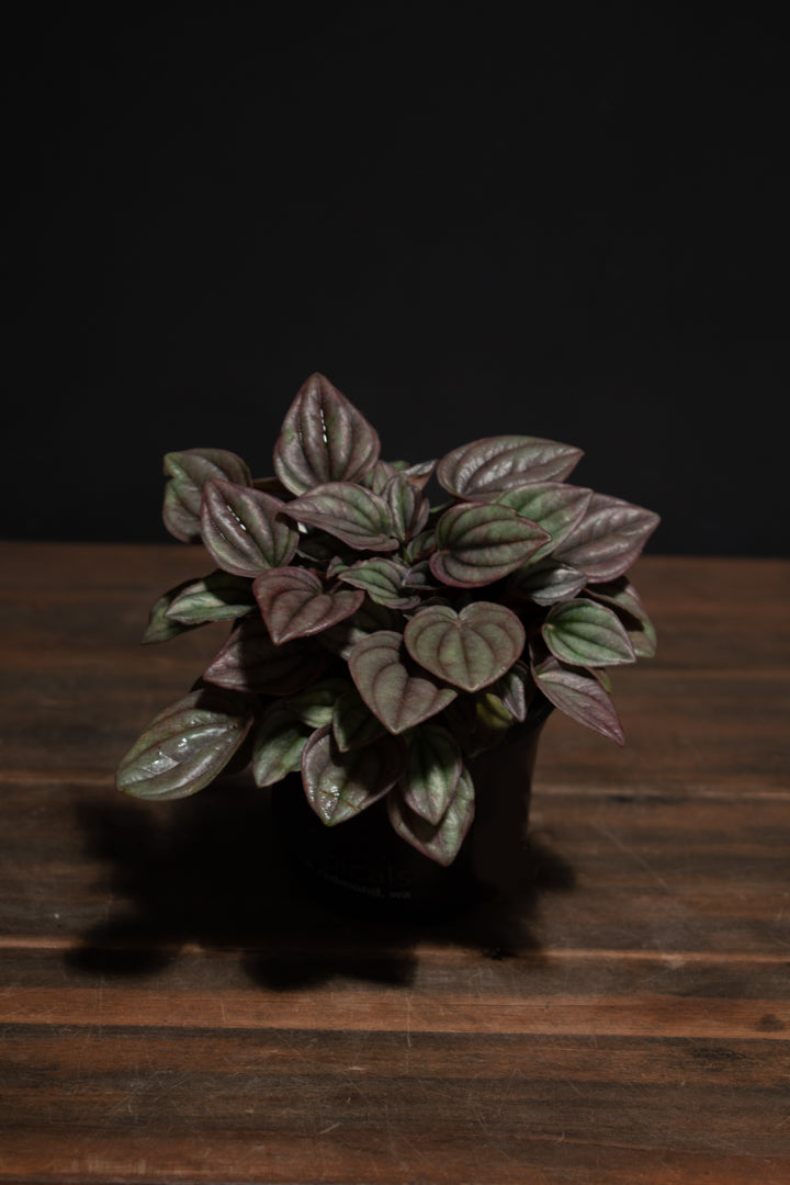 Peperomia - Cayenne