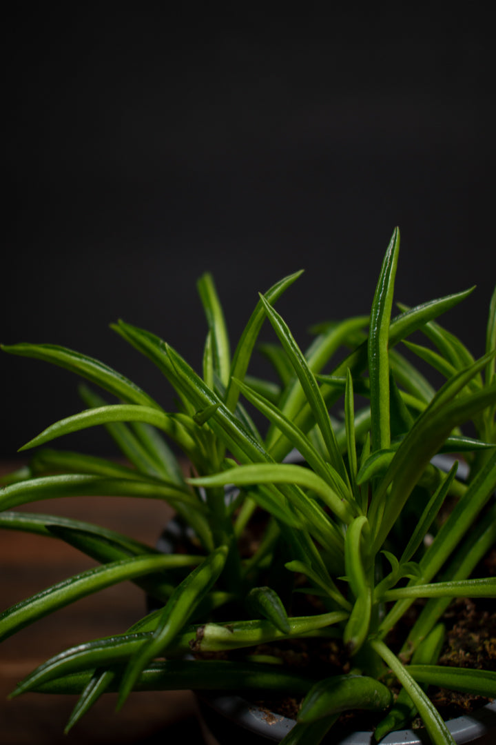 Peperomia - Ferreyrae "Happy Bean"