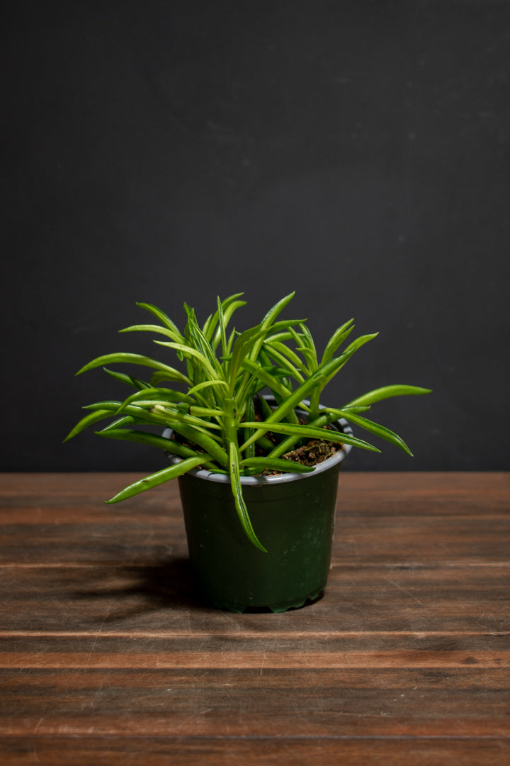 Peperomia - Ferreyrae "Happy Bean"