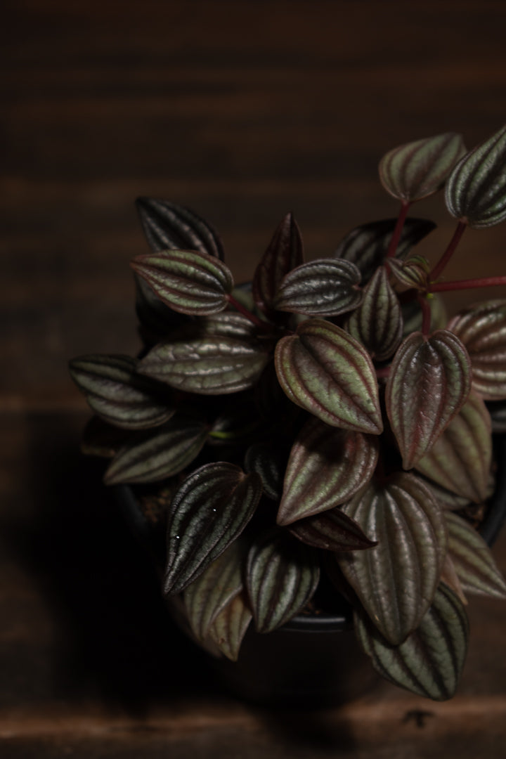Peperomia - Lima