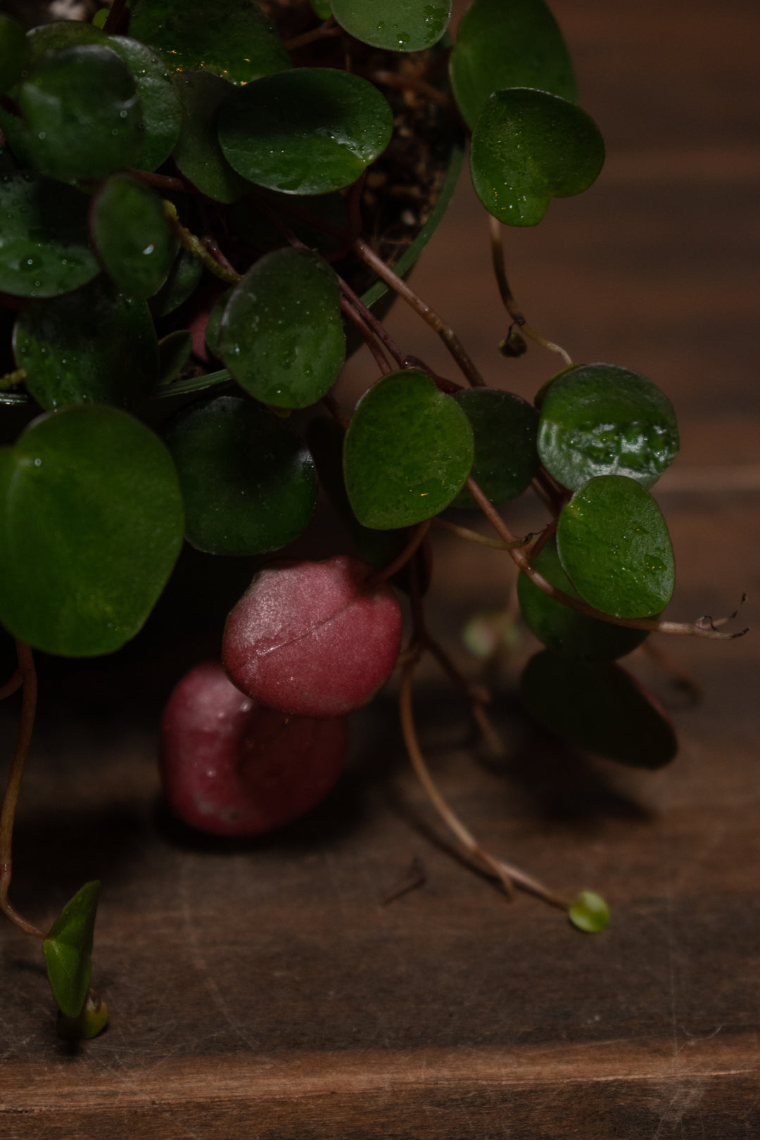 Peperomia - Ruby Cascade