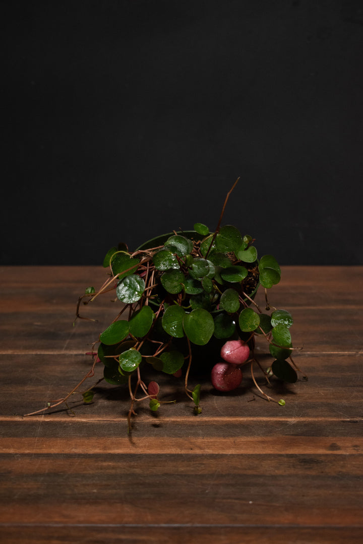 Peperomia - Ruby Cascade