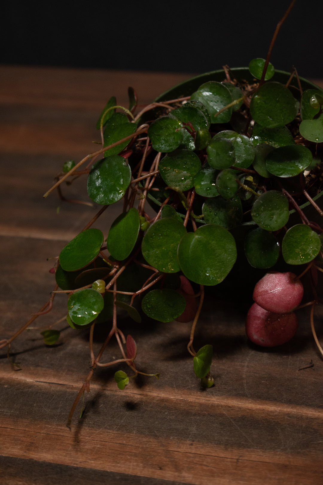 Peperomia - Ruby Cascade