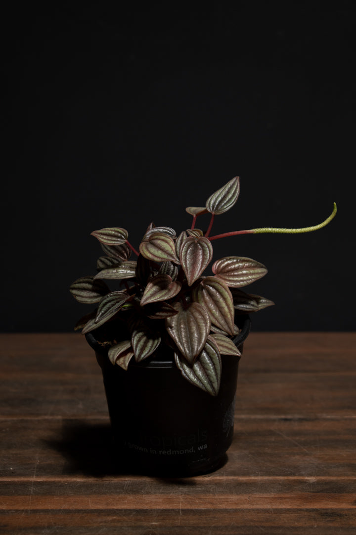Peperomia - Lima