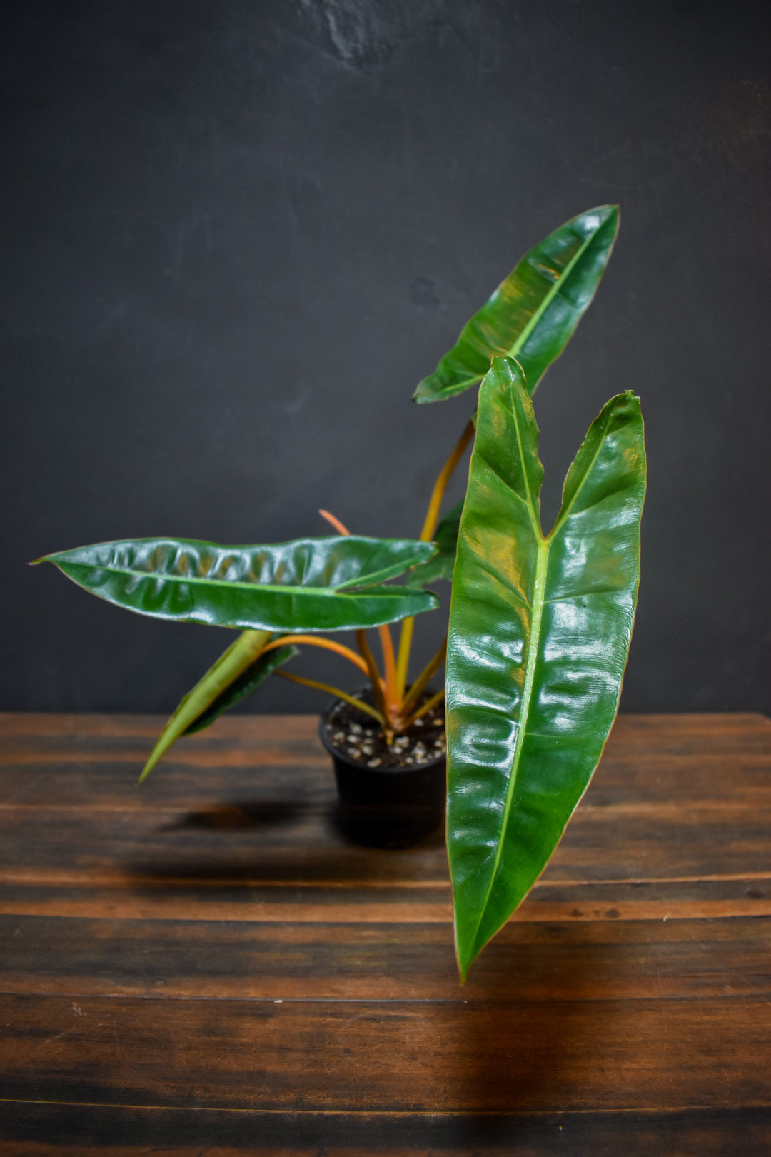 Philodendron - Billieatiae