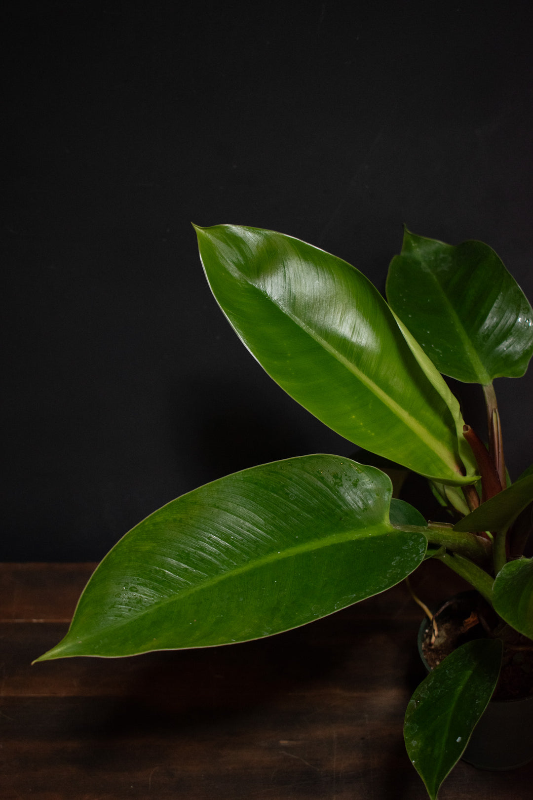 Philodendron - Imperial Green