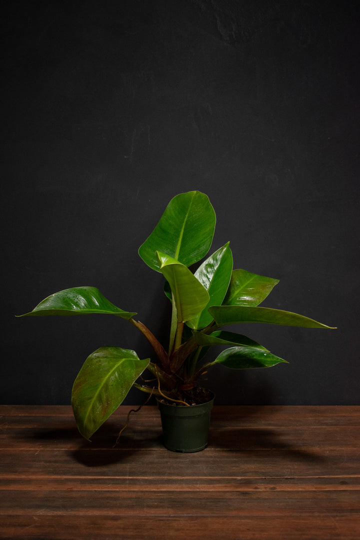 Philodendron - Imperial Green