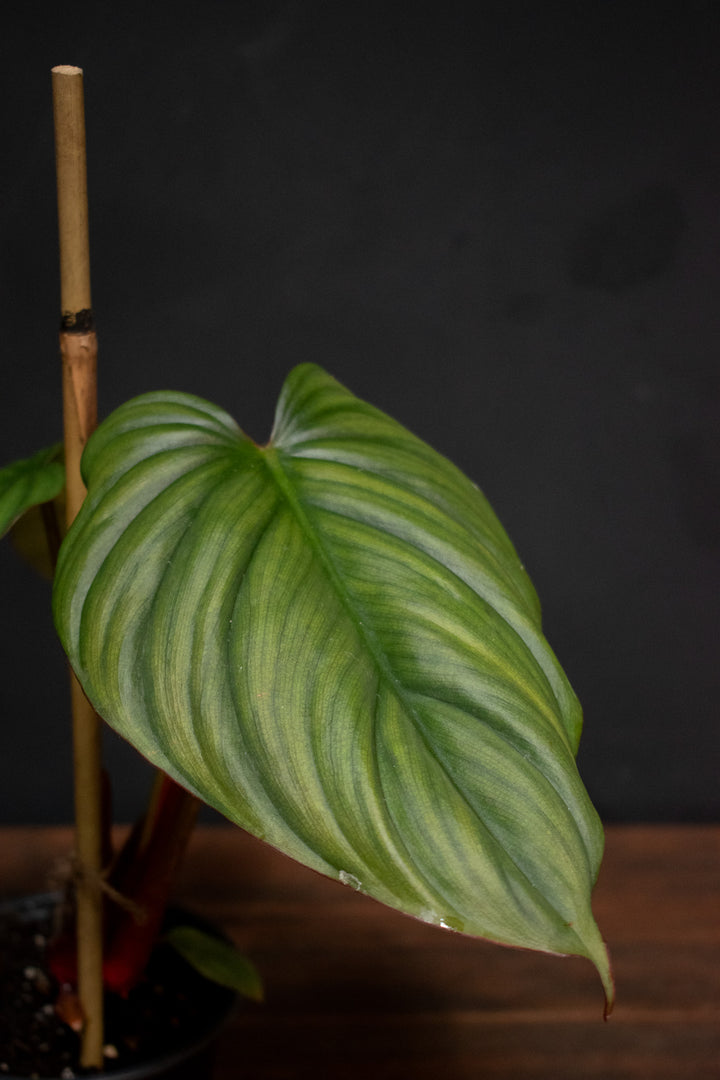 Philodendron - Colombia