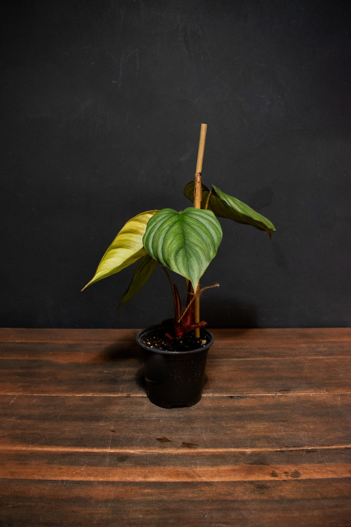 Philodendron - Colombia