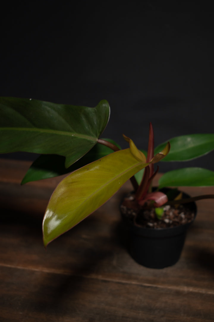 Philodendron - Florida Bronze