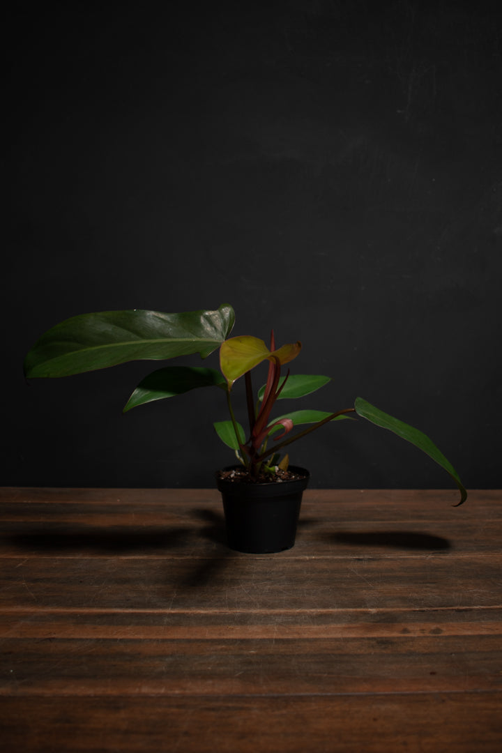 Philodendron - Florida Bronze