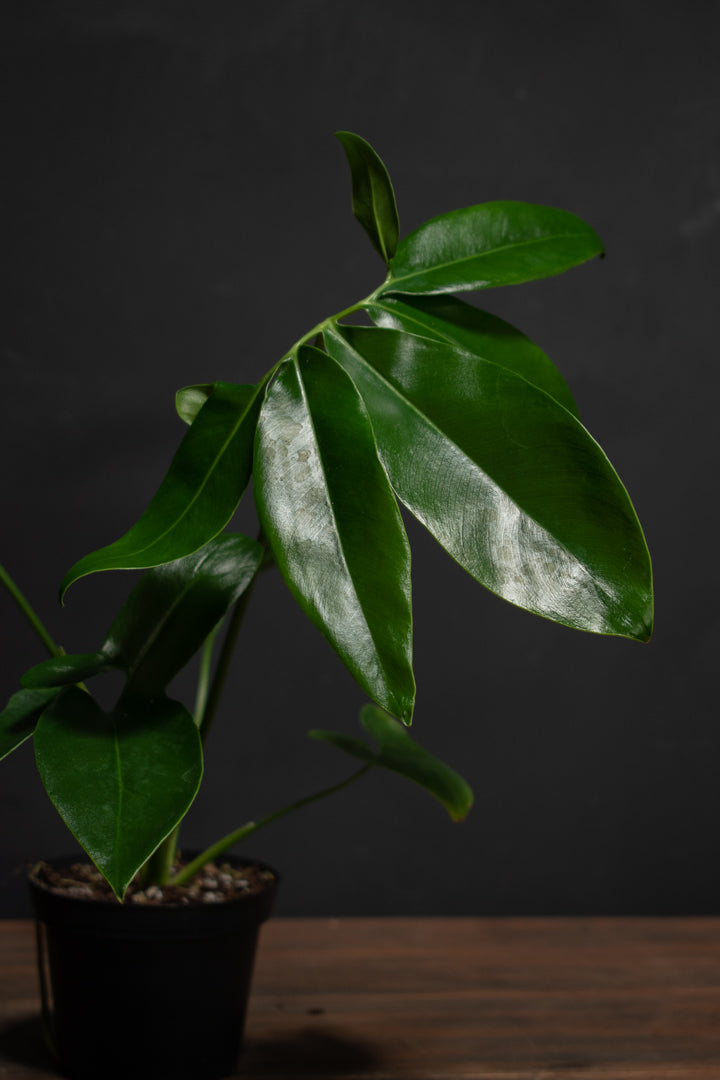 Philodendron - Goeldii