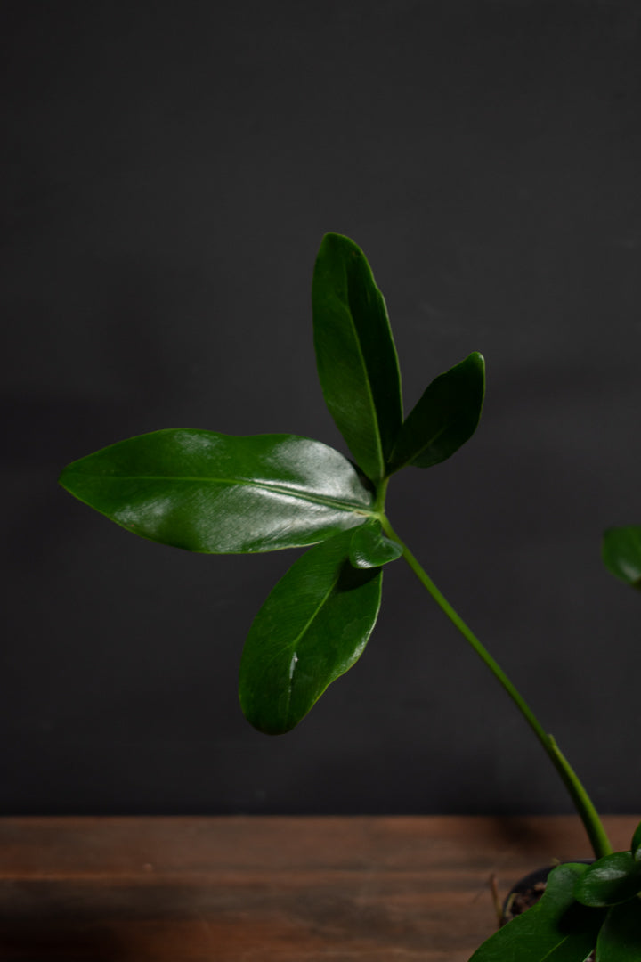 Philodendron - Goeldii